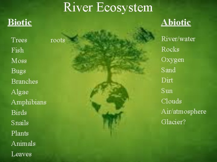 River Ecosystem Biotic roots Trees Fish Moss Bugs Branches Algae Amphibians Birds Snails Plants