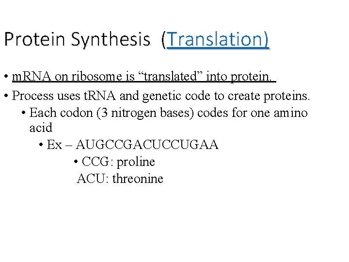 Protein Synthesis (Translation) • m. RNA on ribosome is “translated” into protein. • Process