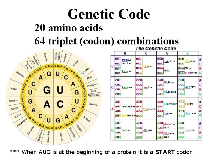 Genetic Code 20 amino acids 64 triplet (codon) combinations *** When AUG is at