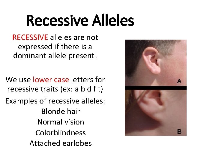 Recessive Alleles RECESSIVE alleles are not expressed if there is a dominant allele present!