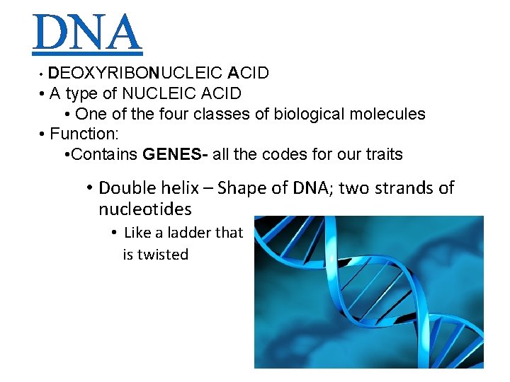 DNA • DEOXYRIBONUCLEIC ACID • A type of NUCLEIC ACID • One of the