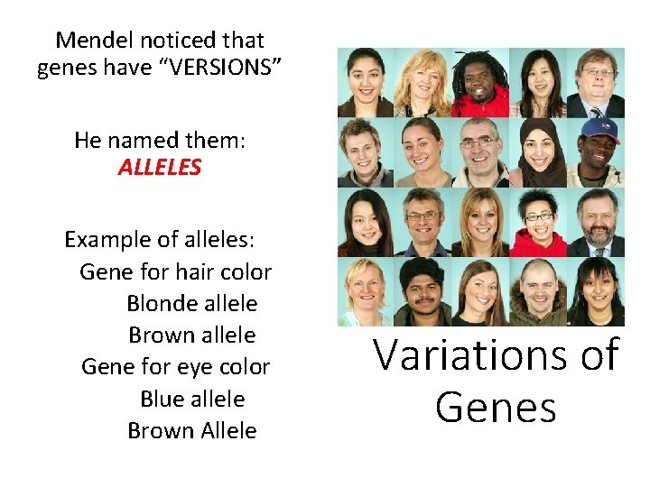 Mendel noticed that genes have “VERSIONS” He named them: ALLELES Example of alleles: Gene