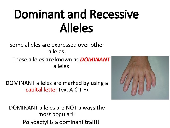 Dominant and Recessive Alleles Some alleles are expressed over other alleles. These alleles are