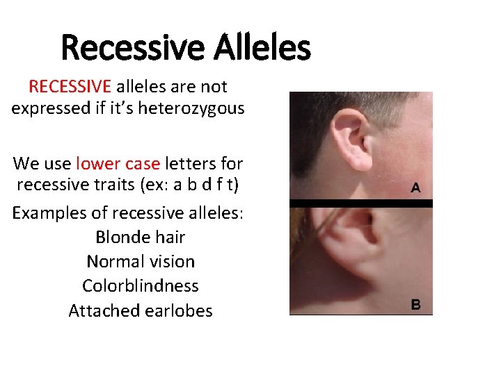 Recessive Alleles RECESSIVE alleles are not expressed if it’s heterozygous We use lower case