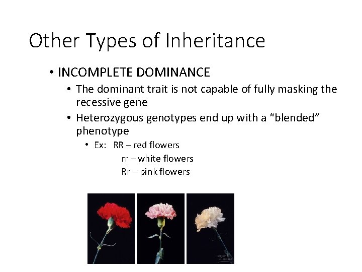 Other Types of Inheritance • INCOMPLETE DOMINANCE • The dominant trait is not capable