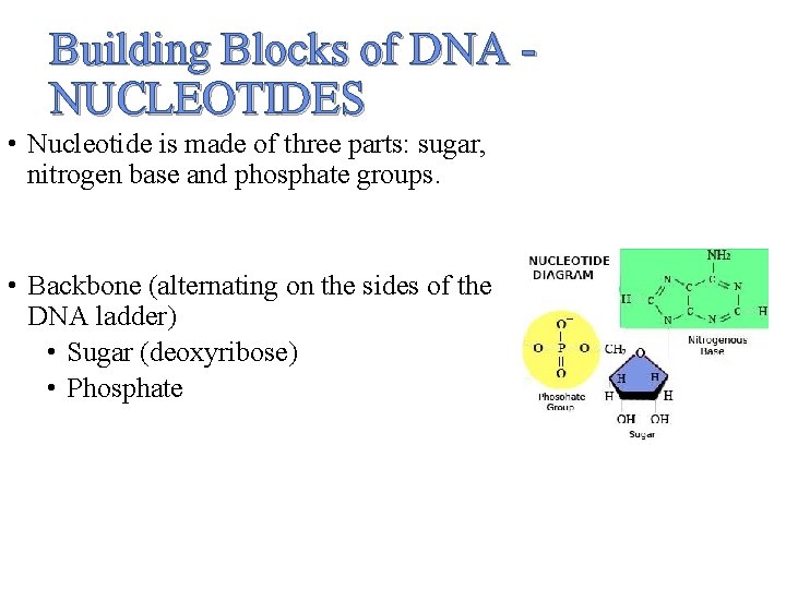 Building Blocks of DNA NUCLEOTIDES • Nucleotide is made of three parts: sugar, nitrogen