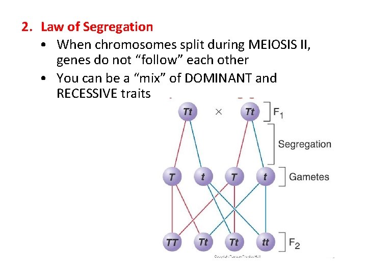 2. Law of Segregation • When chromosomes split during MEIOSIS II, genes do not