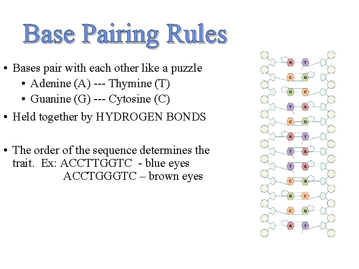 Base Pairing Rules • Bases pair with each other like a puzzle • Adenine