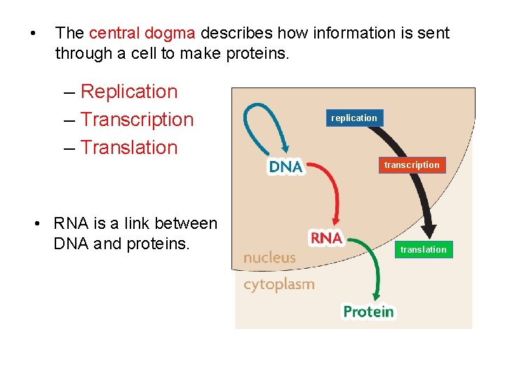  • The central dogma describes how information is sent through a cell to