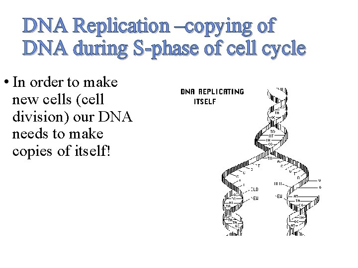 DNA Replication –copying of DNA during S-phase of cell cycle • In order to