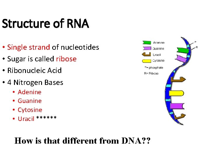Structure of RNA • Single strand of nucleotides • Sugar is called ribose •