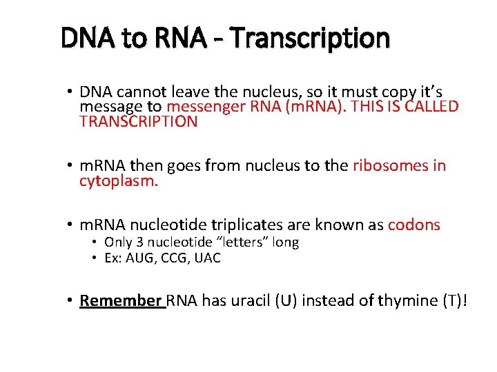 DNA to RNA - Transcription • DNA cannot leave the nucleus, so it must