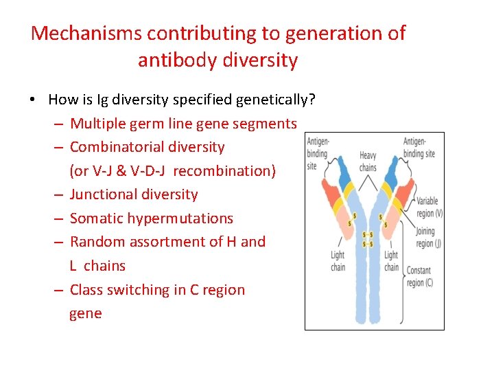 Mechanisms contributing to generation of antibody diversity • How is Ig diversity specified genetically?