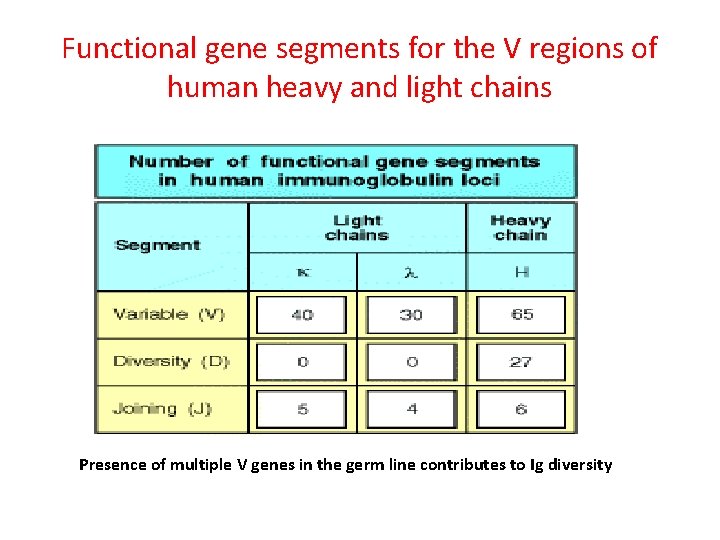 Functional gene segments for the V regions of human heavy and light chains Presence
