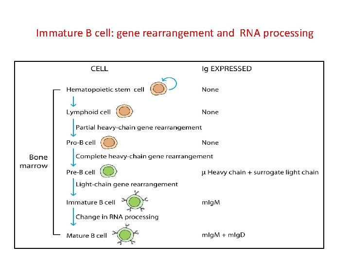Immature B cell: gene rearrangement and RNA processing 
