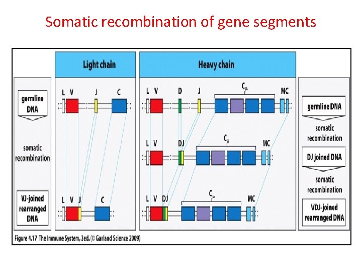 Somatic recombination of gene segments 