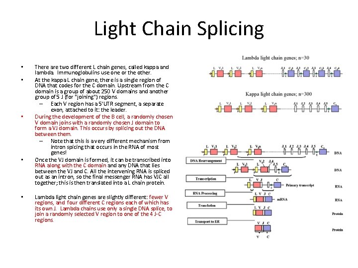 Light Chain Splicing • • • There are two different L chain genes, called