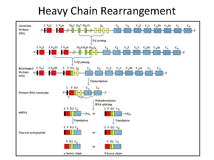 Heavy Chain Rearrangement 