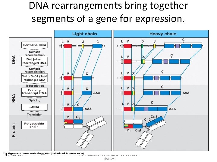 DNA rearrangements bring together segments of a gene for expression. Fig. 22. 24 22