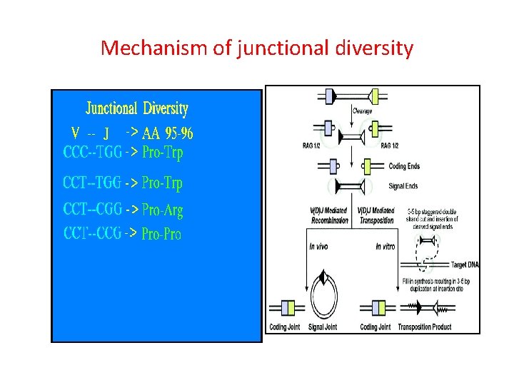 Mechanism of junctional diversity 