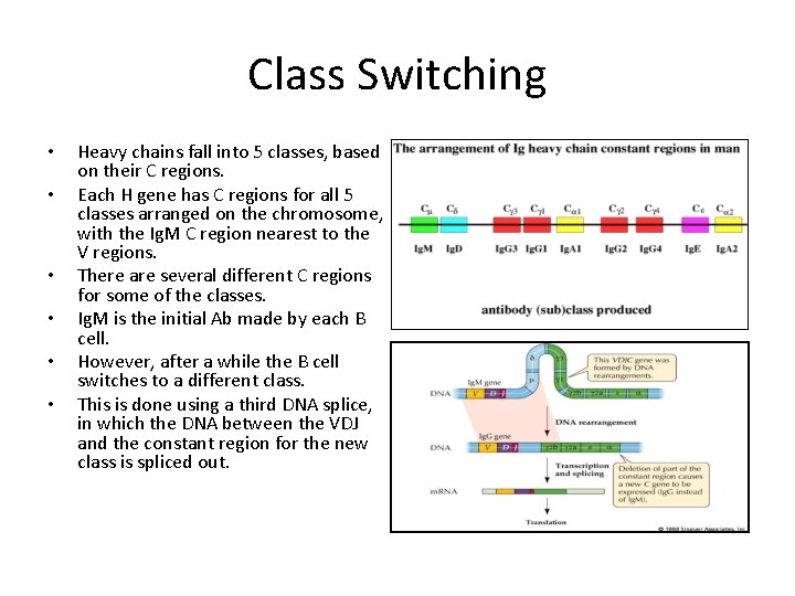 Class Switching • • • Heavy chains fall into 5 classes, based on their