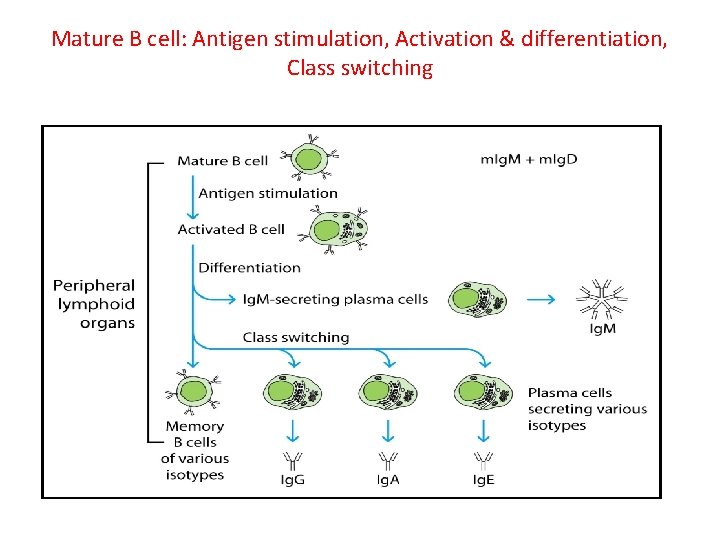Mature B cell: Antigen stimulation, Activation & differentiation, Class switching 
