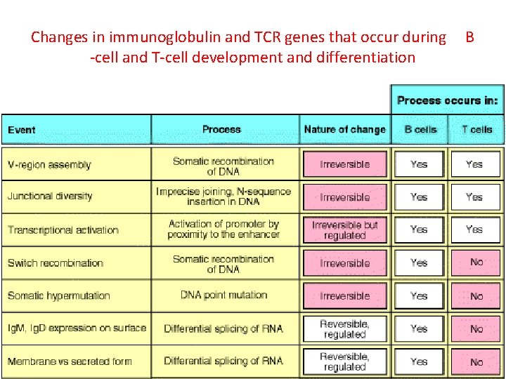 Changes in immunoglobulin and TCR genes that occur during -cell and T-cell development and