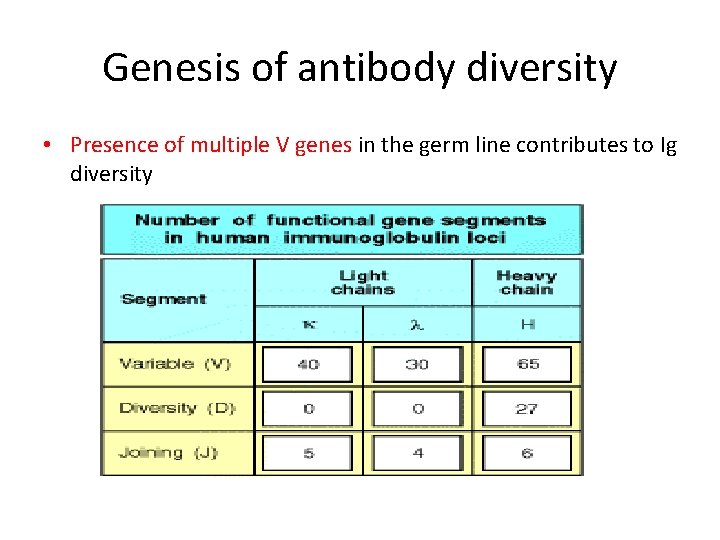 Genesis of antibody diversity • Presence of multiple V genes in the germ line