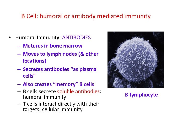 B Cell: humoral or antibody mediated immunity • Humoral Immunity: ANTIBODIES – Matures in