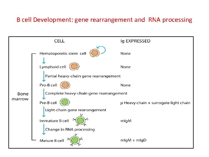 B cell Development: gene rearrangement and RNA processing 