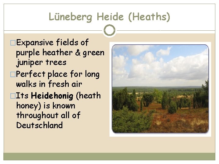 Lüneberg Heide (Heaths) �Expansive fields of purple heather & green juniper trees �Perfect place