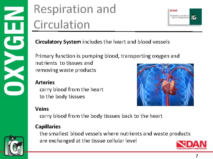 Respiration and Circulation Circulatory System includes the heart and blood vessels Primary function is
