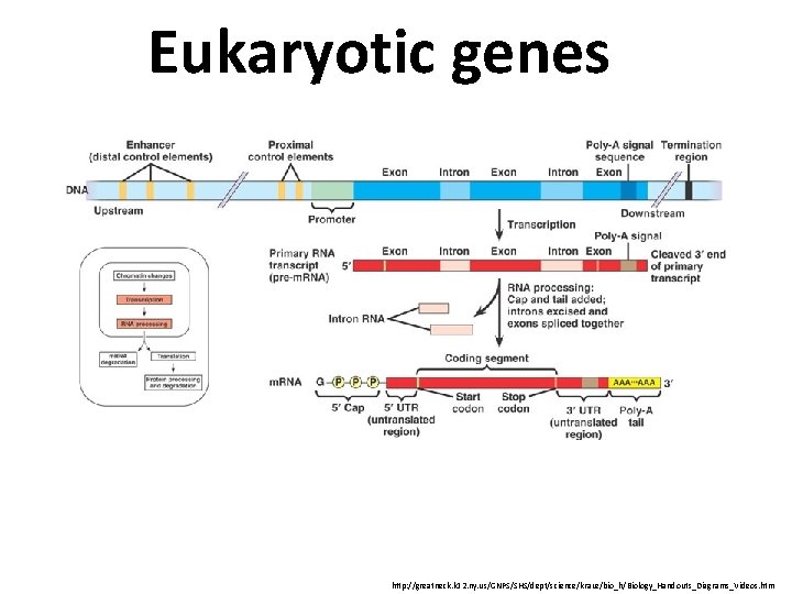 Eukaryotic genes http: //greatneck. k 12. ny. us/GNPS/SHS/dept/science/krauz/bio_h/Biology_Handouts_Diagrams_Videos. htm 