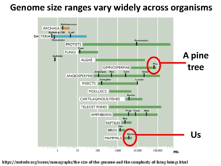 Genome size ranges vary widely across organisms A pine tree Us https: //metode. org/issues/monographs/the-size-of-the-genome-and-the-complexity-of-living-beings.