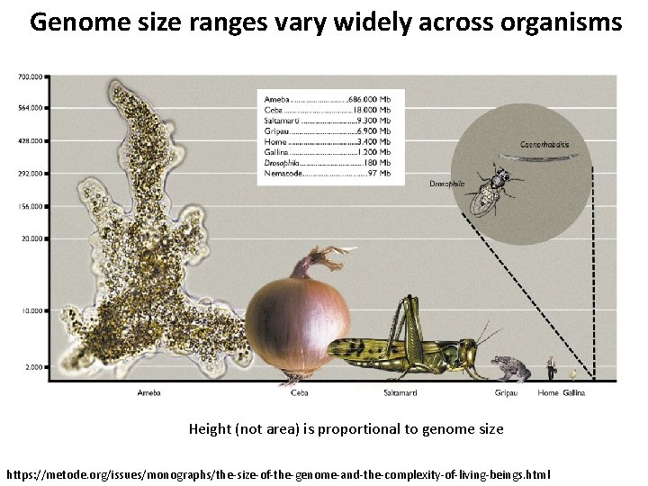 Genome size ranges vary widely across organisms Height (not area) is proportional to genome