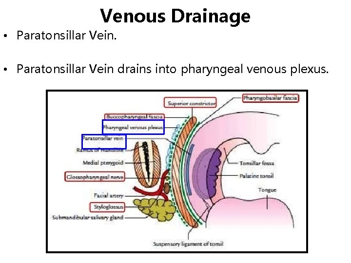 Venous Drainage • Paratonsillar Vein drains into pharyngeal venous plexus. 