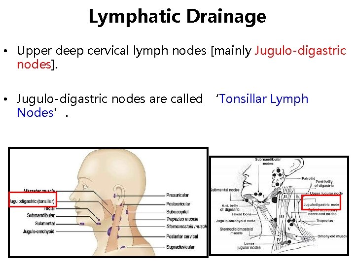 Lymphatic Drainage • Upper deep cervical lymph nodes [mainly Jugulo-digastric nodes]. • Jugulo-digastric nodes