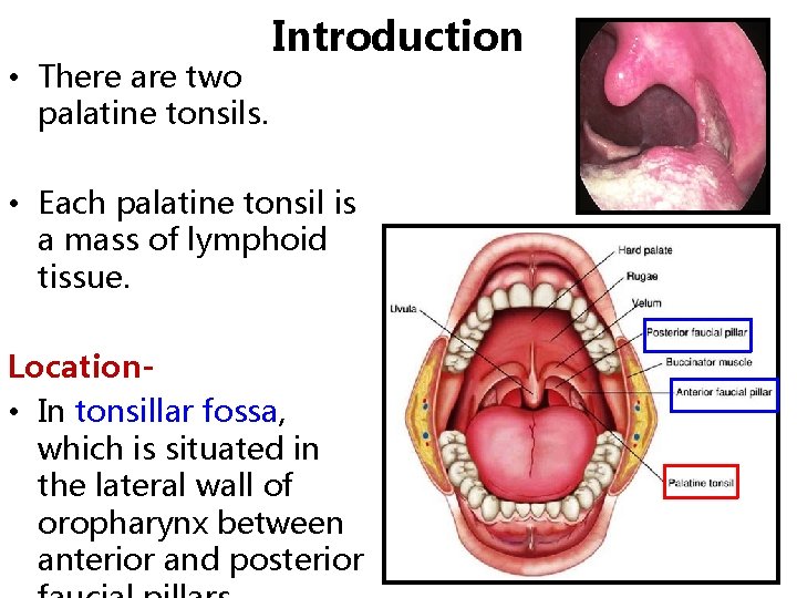  • There are two palatine tonsils. Introduction • Each palatine tonsil is a