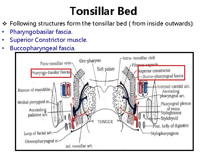 Tonsillar Bed v • • • Following structures form the tonsillar bed ( from