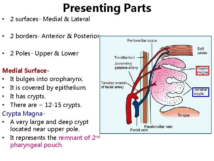 Presenting Parts • 2 surfaces- Medial & Lateral • 2 borders- Anterior & Posterior