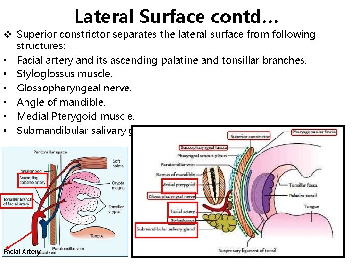 Lateral Surface contd… v Superior constrictor separates the lateral surface from following structures: •