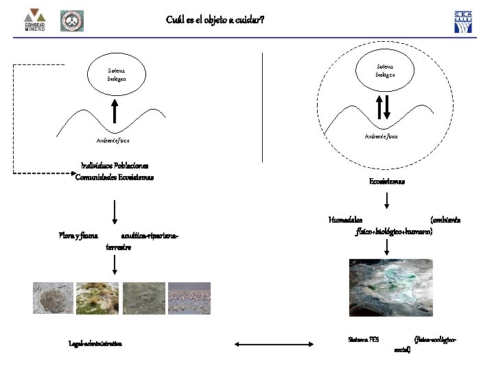 Cuál es el objeto a cuidar? Sistema biológico Ambiente físico Individuos Poblaciones Comunidades Ecosistemas