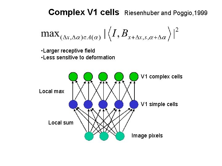 Complex V 1 cells Riesenhuber and Poggio, 1999 • Larger receptive field • Less