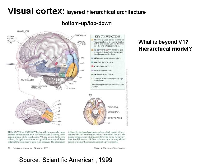 Visual cortex: layered hierarchical architecture bottom-up/top-down What is beyond V 1? Hierarchical model? Source: