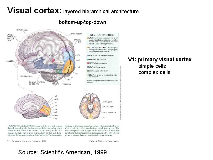 Visual cortex: layered hierarchical architecture bottom-up/top-down V 1: primary visual cortex simple cells complex