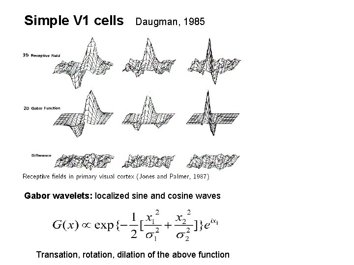 Simple V 1 cells Daugman, 1985 Gabor wavelets: localized sine and cosine waves Transation,