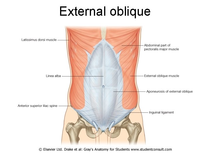 External oblique 