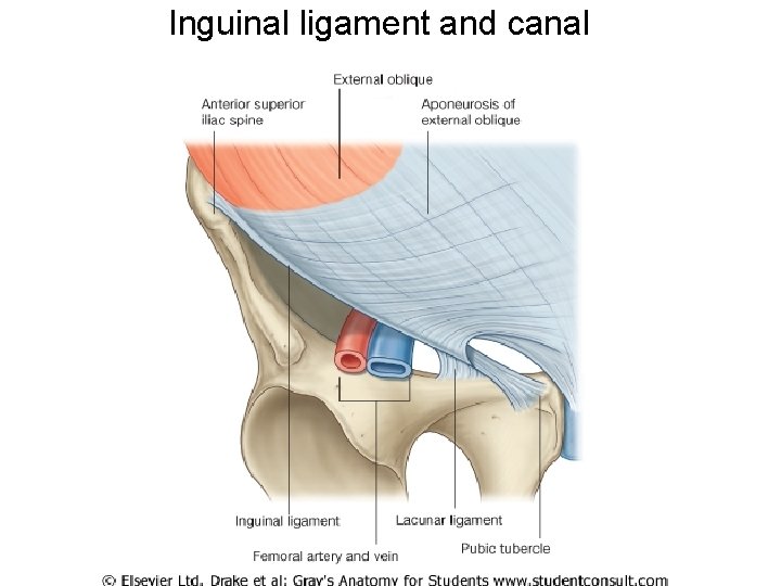 Inguinal ligament and canal 