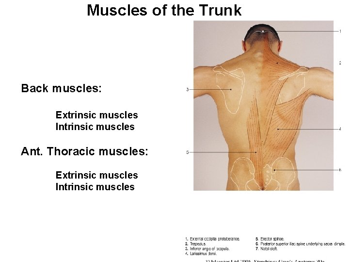 Muscles of the Trunk Back muscles: Extrinsic muscles Intrinsic muscles Ant. Thoracic muscles: Extrinsic