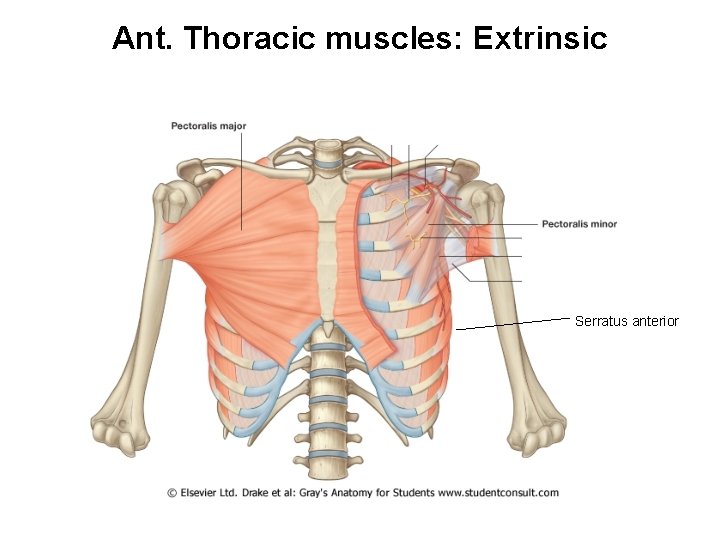 Ant. Thoracic muscles: Extrinsic Serratus anterior 